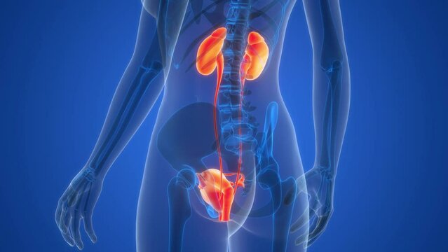 Female Urinary System with Reproductive System Anatomy Animation Concept