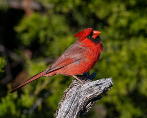 Male Northern Cardinal