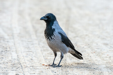 A hooded Crow Corvus cornix on a gravel road in the park