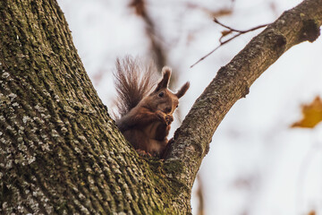 Squirrel sits on a tree branch and eats nuts