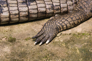 Wildlife Predator, crocodile and Serpent in Nature