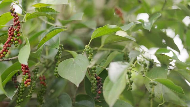 Dolly, ripe and unripe peppercorn fruits on vine, black pepper berries or drupe
