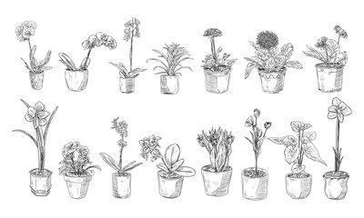 decorative flower pots handdrawn collection