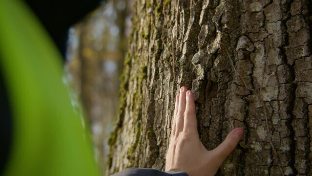 Closeup shot of hands touching the tree trunk to feel the texture of its surface, handheld closeup
