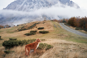  Nova Scotia Duck Tolling Retriever dog stands in a misty mountain landscape, gazing into the distance. Surrounded by fog and autumn colors, the scene captures the breed's connection with nature