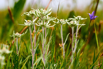 Rare edelweiss mountain flower.
Edelweiss on a meadow.
Edelweiss is an annual or perennial herbaceous plant 12–25 cm high that grows on high mountains.
