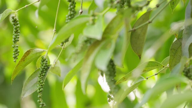Dolly, close up of unripe green peppercorn fruits on plant, piper nigrum spice