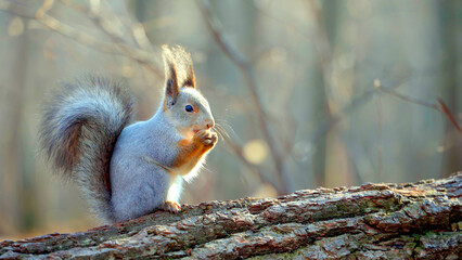 A beautiful red squirrel with smooth fur gnaws a nut while sitting on a tree trunk. A hungry...