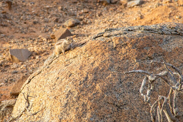 Streifenhörnchen in der Schlucht Barranco de las Penidas in Fuerteventura