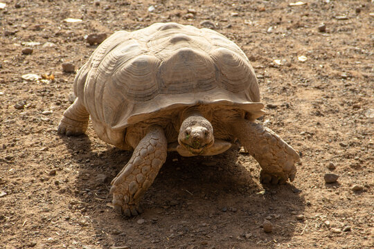 Schildkröte im Oasis Zoo auf der Kanareninsel Fuerteventura