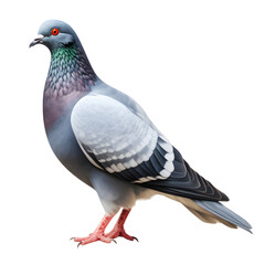 pigeon isolated on white background