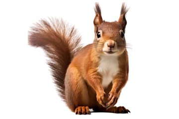 Poster  squirrel on isolated tranparent background © Barra Fire