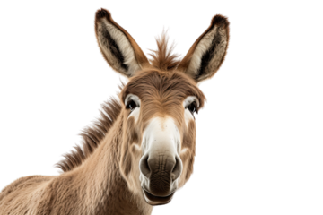stupid donkey face isolated transparant background