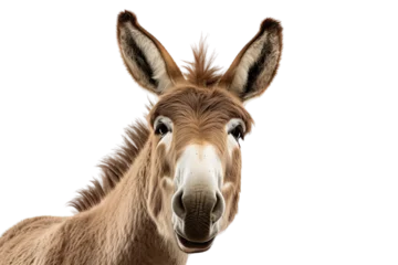 Foto op Canvas stupid donkey face isolated transparant background © Barra Fire