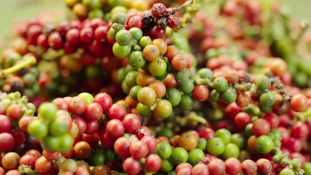 Harvested fresh black pepper or peppercorn fruit from vine or plant on farm