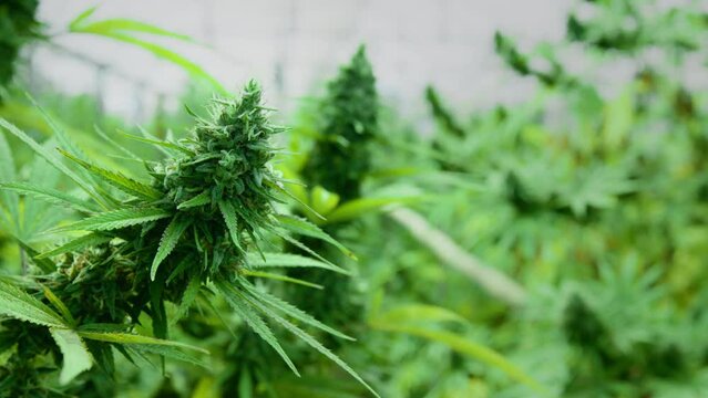 Cannabis plants in a marijuana farm indoor.