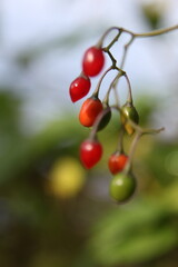 a close up of Climbing nightshade plant red and green berries