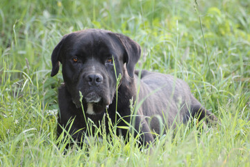 A black dog peacefully resting amidst a sea of lush, swaying grass in a serene and tranquil field.