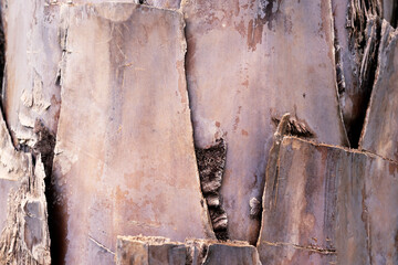 Closeup view of wooden tree trunk
