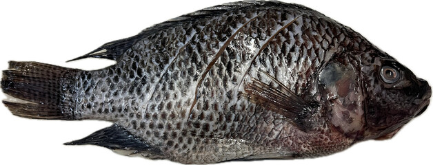 Tilapia fish fresh fish
