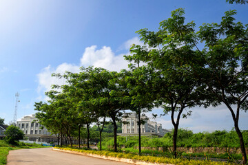 Street with green grass and trees