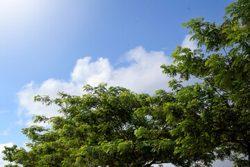 Trees