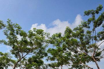 Fototapeta premium Trees