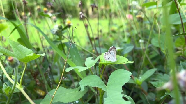 Butterflies perched on green leaves in the grass in the park. Spring scene.