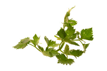 parsley isolated on white background