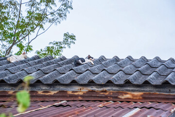 A cat sleeps on the roof of a house on a nice day. - 695222340