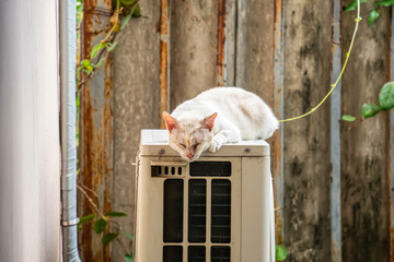 A cat lies on the air compressor to bask in the sun on a cold day. - 695222343