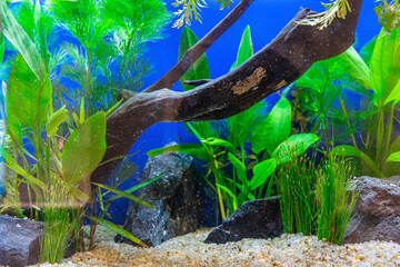 Underwater landscape nature forest style aquarium tank with a variety of aquatic plants, stones and herb decorations. - 695222358