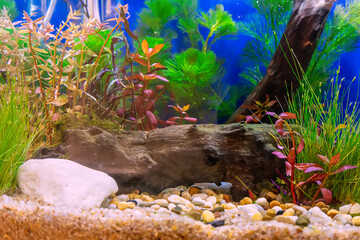 Underwater landscape nature forest style aquarium tank with a variety of aquatic plants, stones and herb decorations. - 695222359