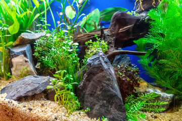 Underwater landscape nature forest style aquarium tank with a variety of aquatic plants, stones and herb decorations. - 695222374