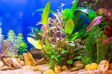 Underwater landscape nature forest style aquarium tank with a variety of aquatic plants, stones and herb decorations. - 695222376