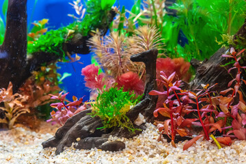 Underwater landscape nature forest style aquarium tank with a variety of aquatic plants, stones and herb decorations. - 695222377
