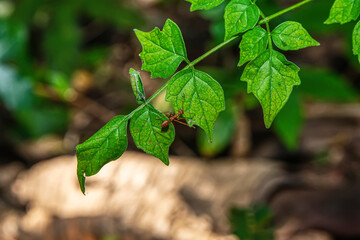 A single red ant alone walking on a leaf on a natural background. - 695222389