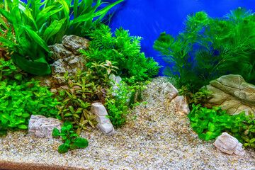 Underwater landscape nature forest style aquarium tank with a variety of aquatic plants, stones and herb decorations. - 695222398
