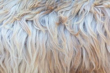 White sheep wool as an abstract background. Texture