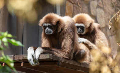 Two monkeys in the zoo