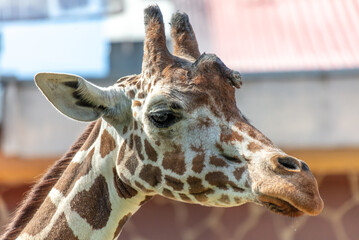 Portrait of a giraffe in the zoo