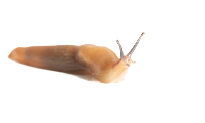 Close up of a slug isolated on a white background. Macro