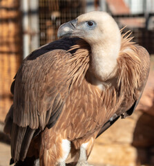 Portrait of a vulture in the park