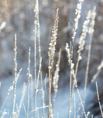 Dry grass in the snow in winter