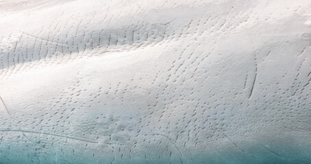 White dolphin skin as an abstract background. Texture