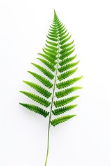 A green fern leaf isolated on a white background. Perfect for nature-themed designs or botanical illustrations