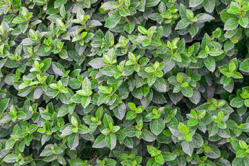 Background of green shrub leaves large texture