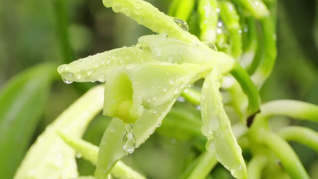 Closeup portrait of vanilla planifolia flower on vine before hand pollination