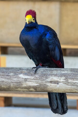 Ross's turaco (Tauraco rossae), a bluish-purple African bird.
