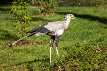 The secretarybird (Sagittarius serpentarius), a large terrestrial bird of prey.